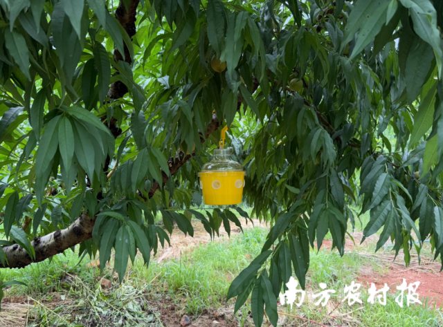 在果園里，隨處可見農(nóng)業(yè)科技產(chǎn)品。