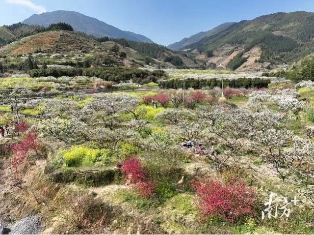 深入開展“千村示范、萬村整治”工程，廣東推動鄉(xiāng)村建設點上出彩面上美麗7.jpg